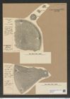 Aulacodiscus margaritaceus var. kinkerii (A. S.) Rattr. (de-Toni-Nr.: Genus 182, Species 4515) Zeichnungen Sammlung Grunow Nr. 8095 (NHMW-BOT-W0377431)